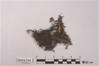 藏品(喙瓣耳葉蘚)的圖片